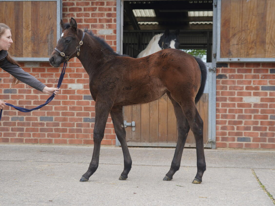 Havana Grey x Castle Hill Cassie25 filly 24 04 2025
