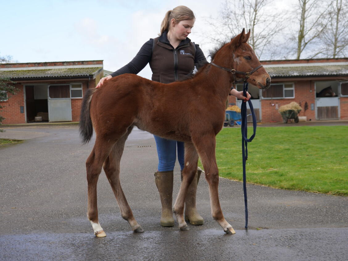 Mehmas x Lady Oak25 colt 24 02 2025