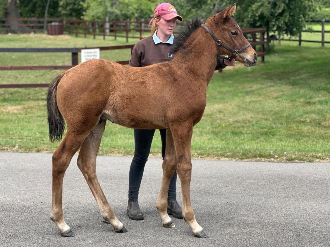 Kameko x Thousand Oaks 2025 colt 24 05 2025