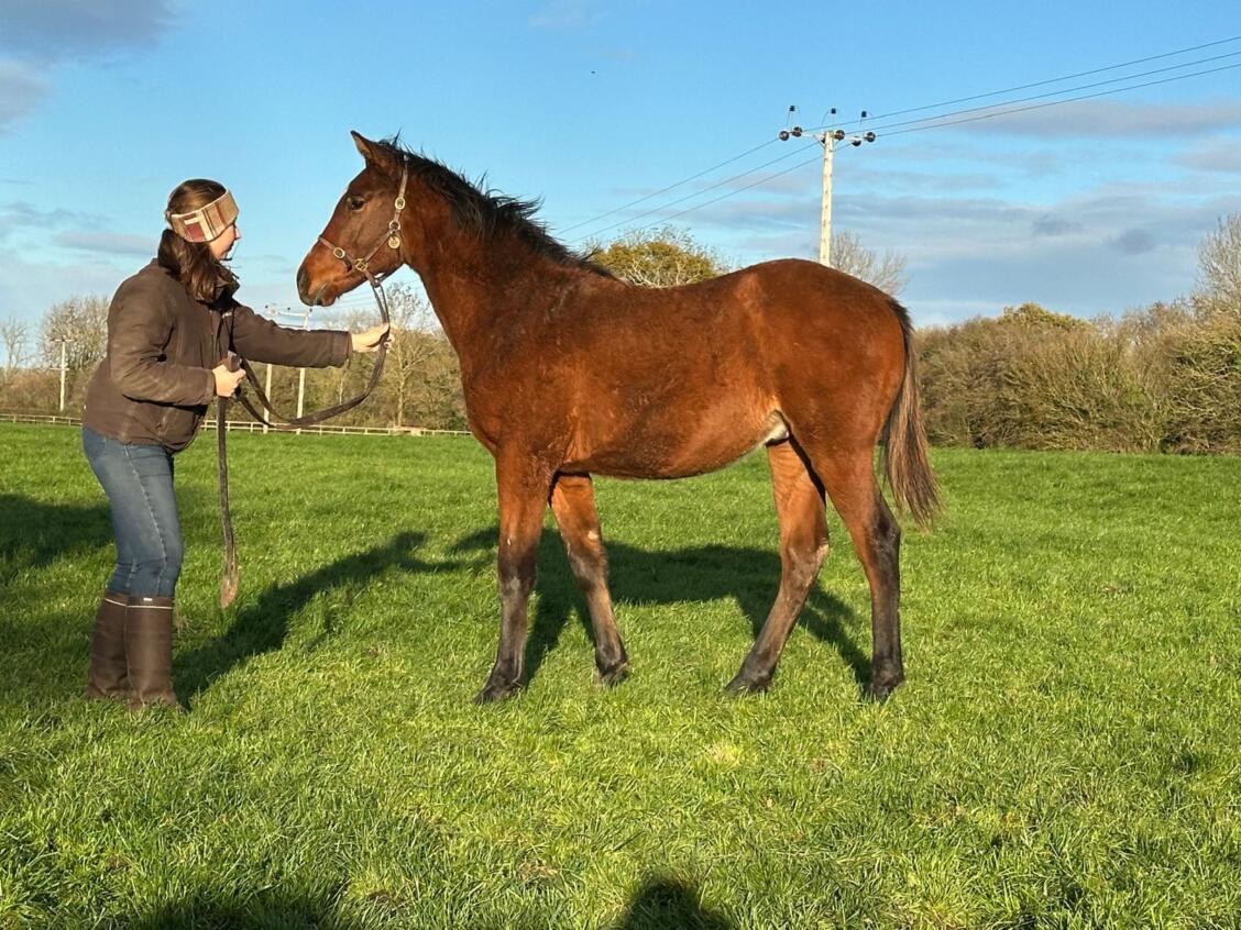 Kameko x Thousand Oaks 2025 colt 19 11 2025