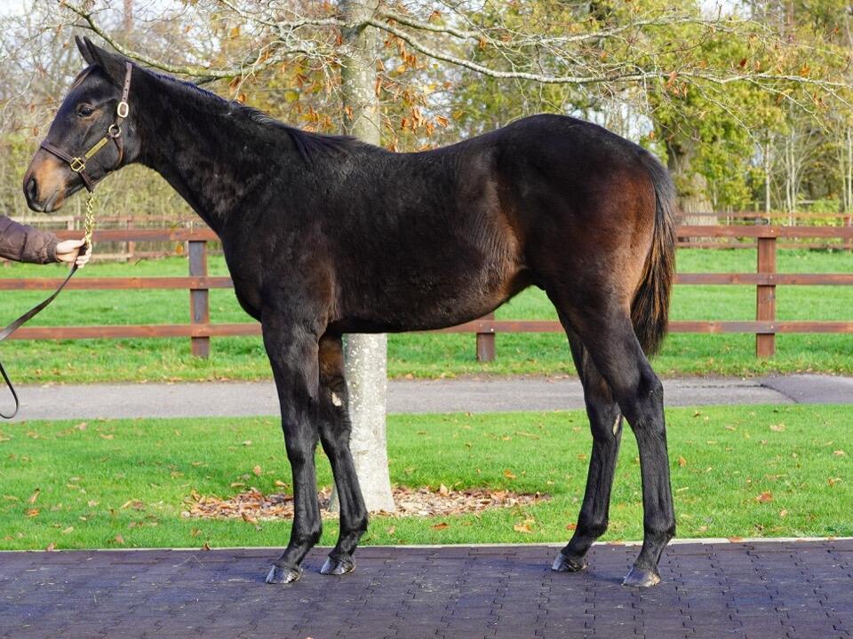 811 Zelzal x Sleek Gold 2 Large