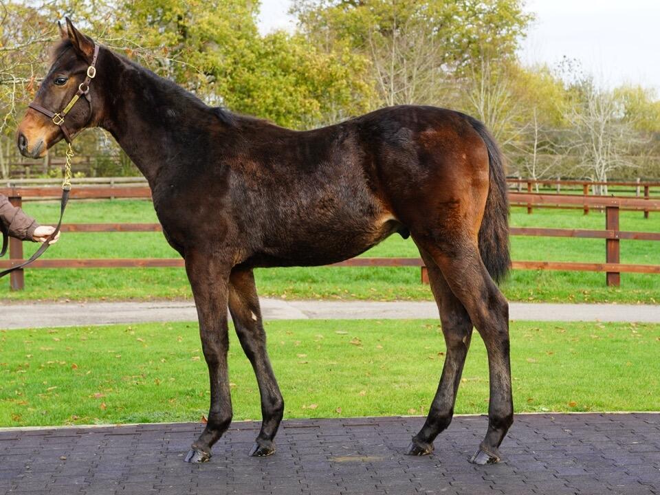 918 Minzaal x Rayaheen 2 Large