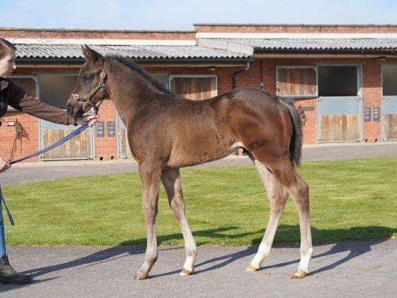 Ardad x Couplet25 colt18 03 2025 1 Medium