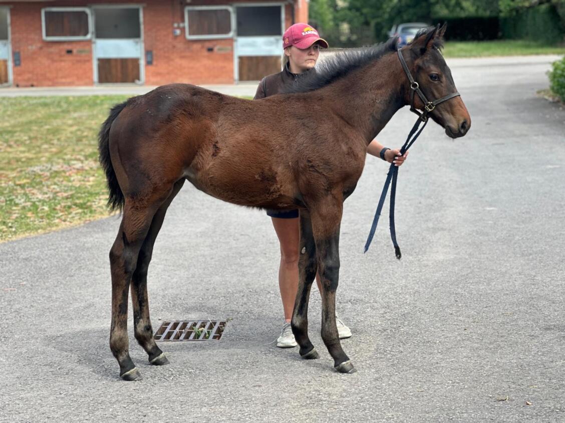 Blackbeard x Shazam25 filly 23 06 25