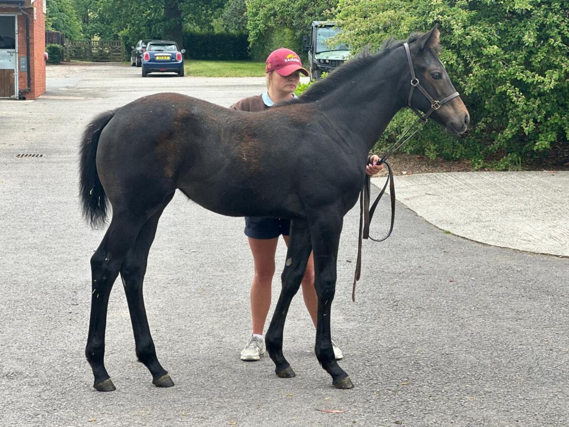 Havana Grey x Castle Hill Cassie25 filly 10 06 2025