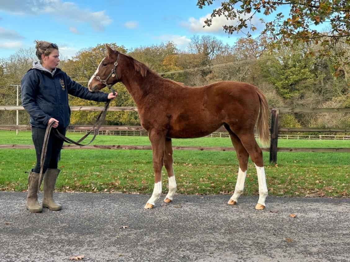 Kameko x Cross Pattee 25 colt 19 11 2025