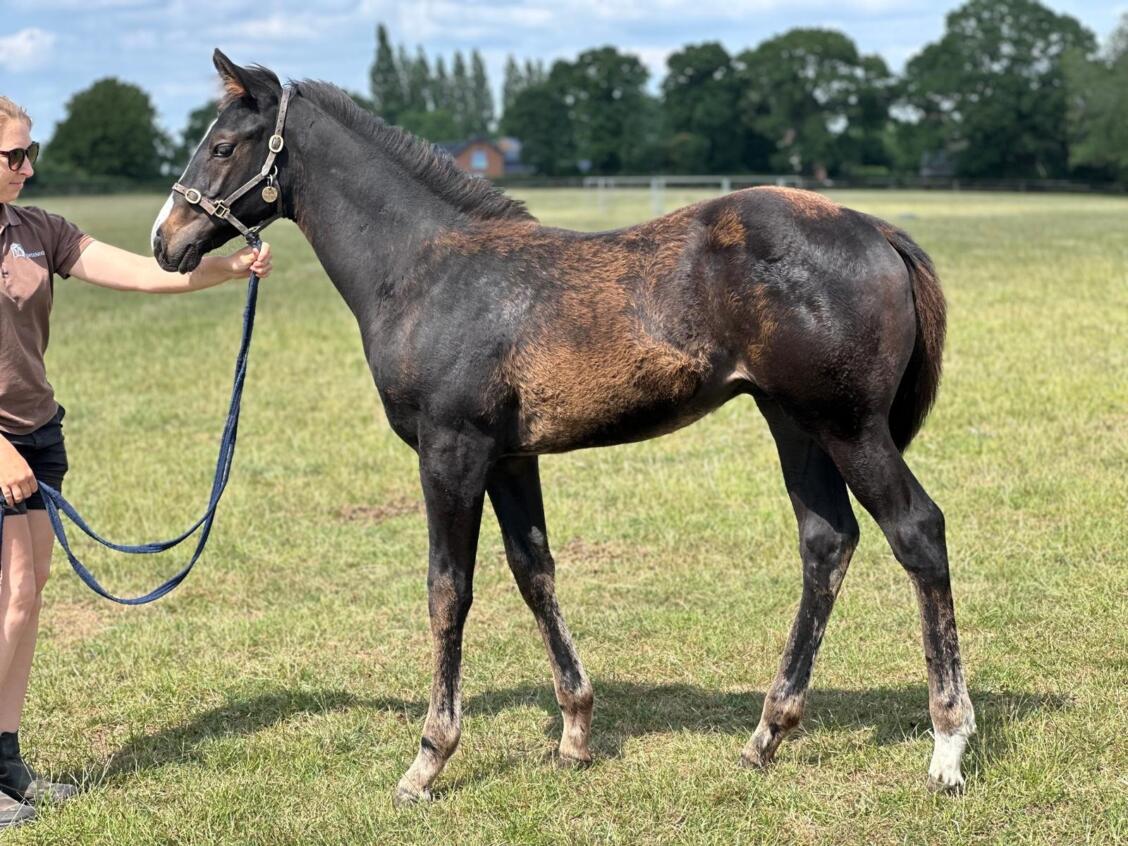 Kameko x Diamonds Pour Moi 25 colt 10 06 2025