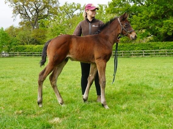 Kameko x Gold Sands25 colt 24 04 2025 Medium