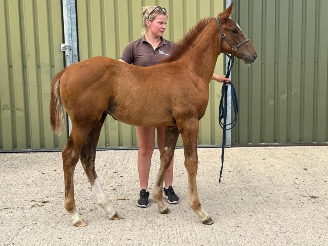 Kameko x Nozhar 25 colt 01 07 2025