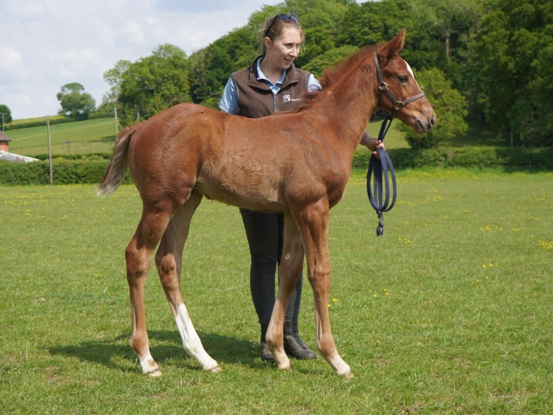 Kameko x Nozhar 25 colt 12 05 25 Large