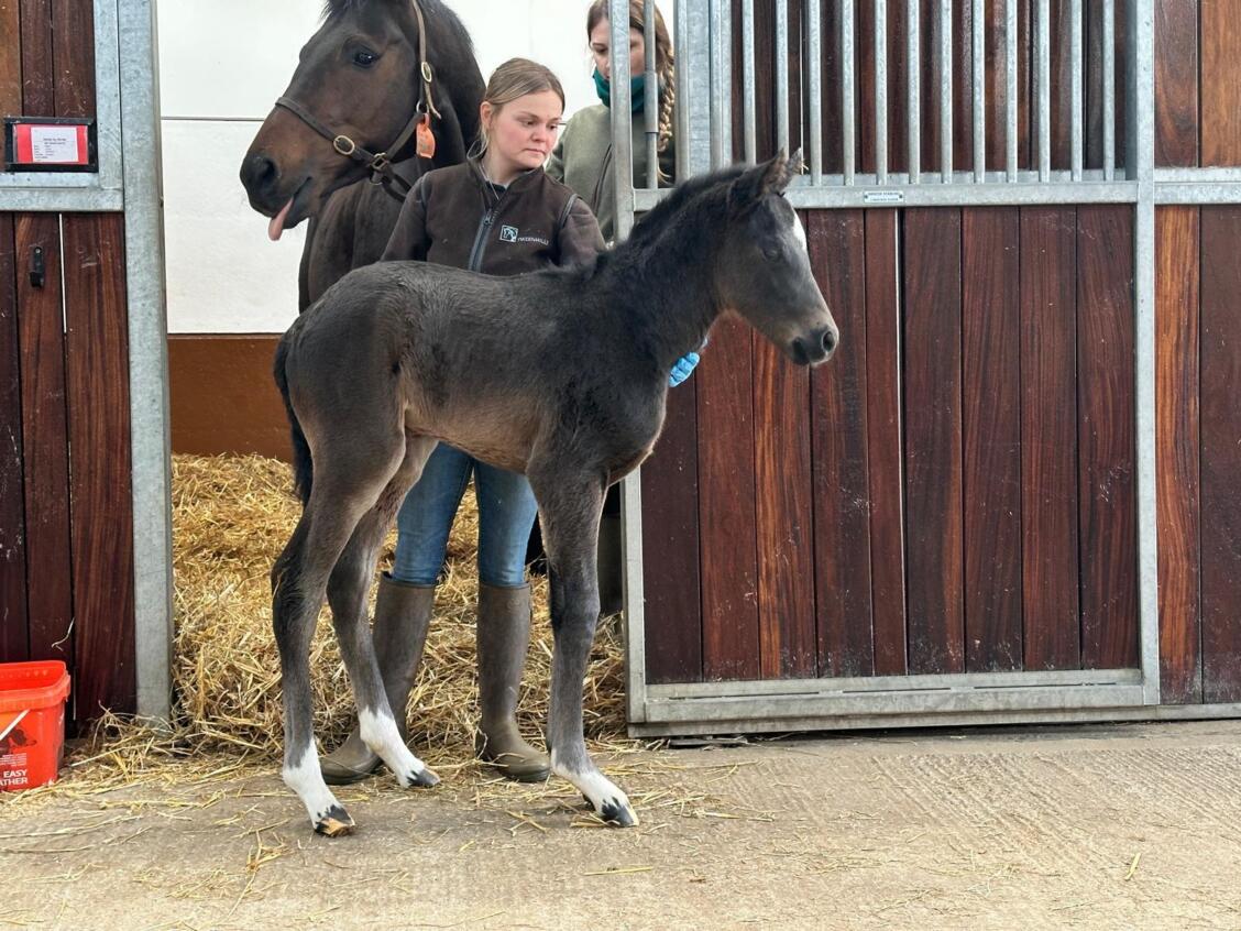 Kameko x Stride by Stride filly 25 06 03 25