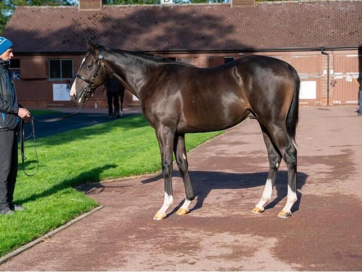 Kingman x Bella Nouf24