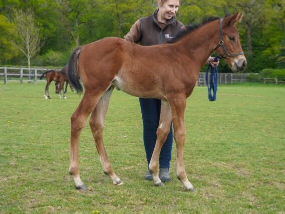 Kingman x Couplet25 colt 17 04 2025 2 Medium