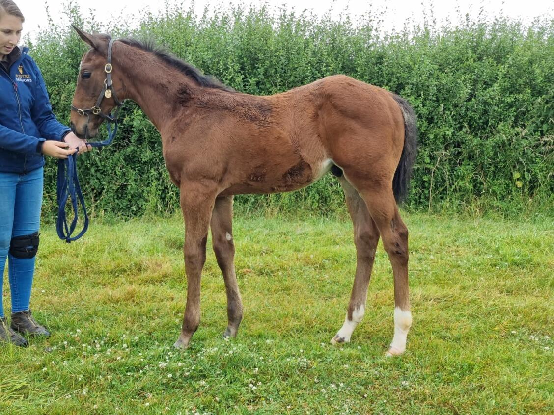 Kingman x Ship Of Dreams24 colt 11 07 24