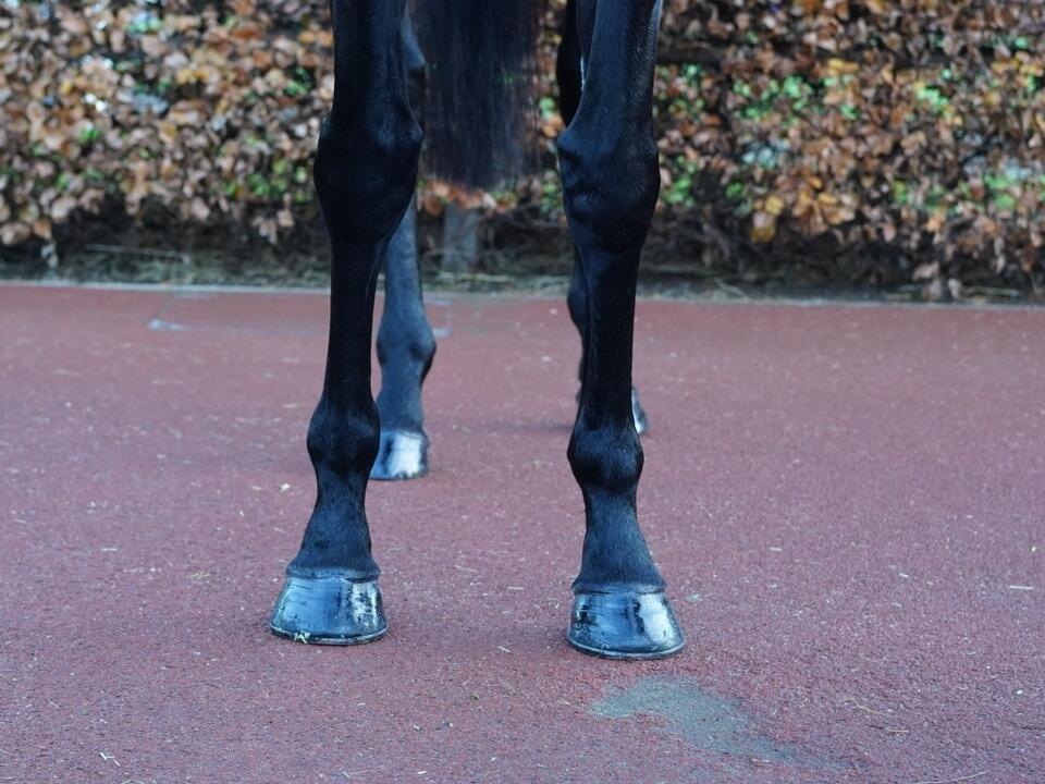 Loch Leven fronts Large