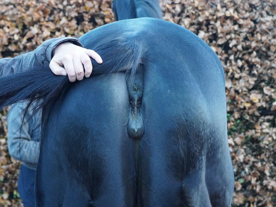 Loch Leven hinds Large