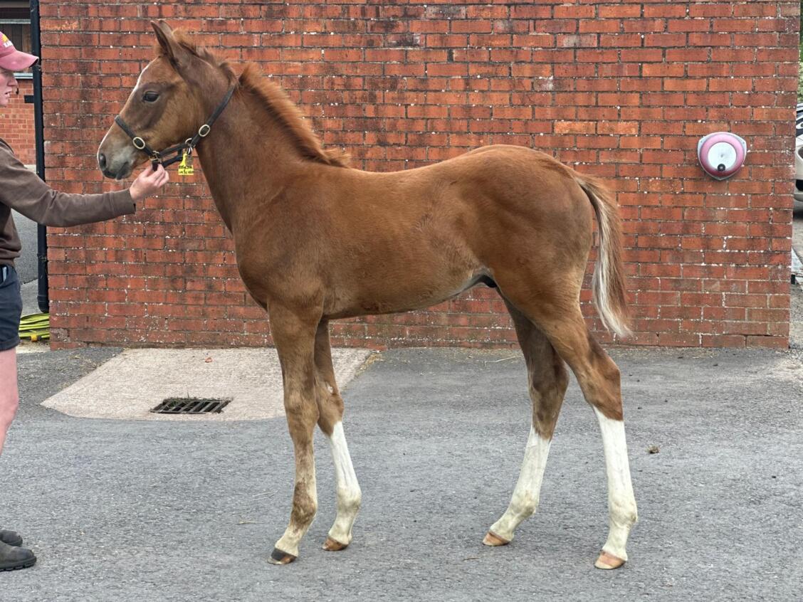 Lope De Vega x Festive Star 2025 colt 22 05 25