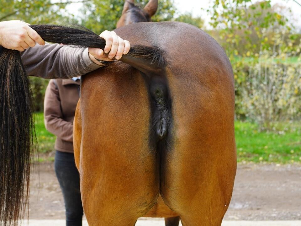 Lot 1245 Dubaya Hind Large