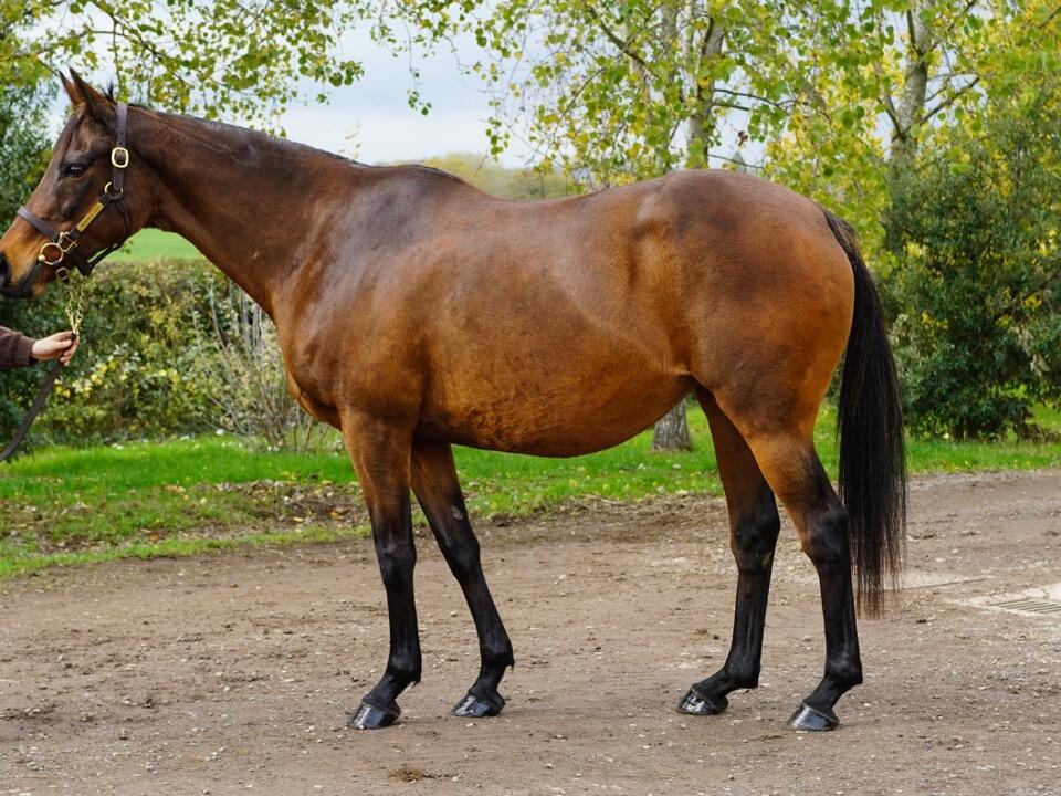 Lot 1245 Dubaya Large