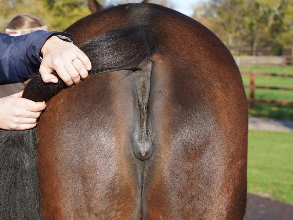 Lot 1246 University Hinds Large