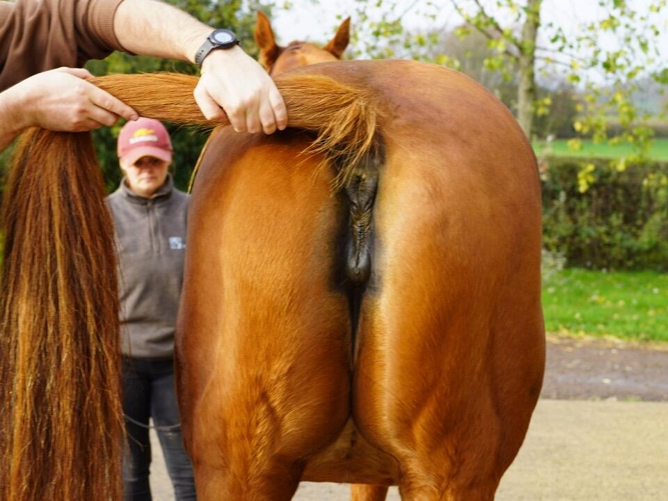 Lot 1320 Outoftheflames hinds Large