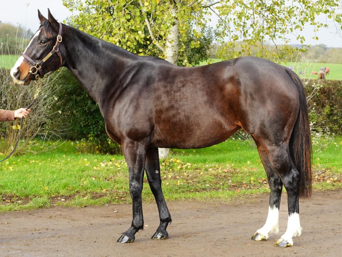 Lot 1321 Lady Onyx 3 Large