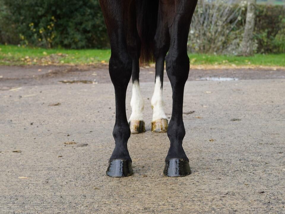 Lot 1321 Lady Onyx fronts Large