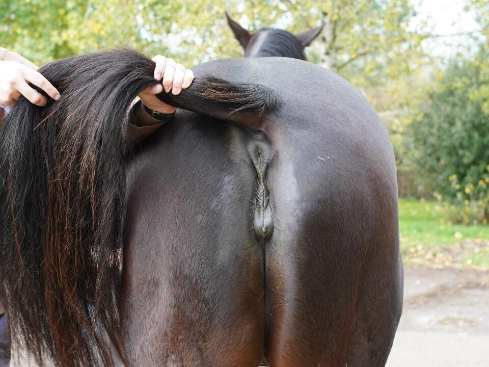 Lot 1321 Lady Onyx hinds Large