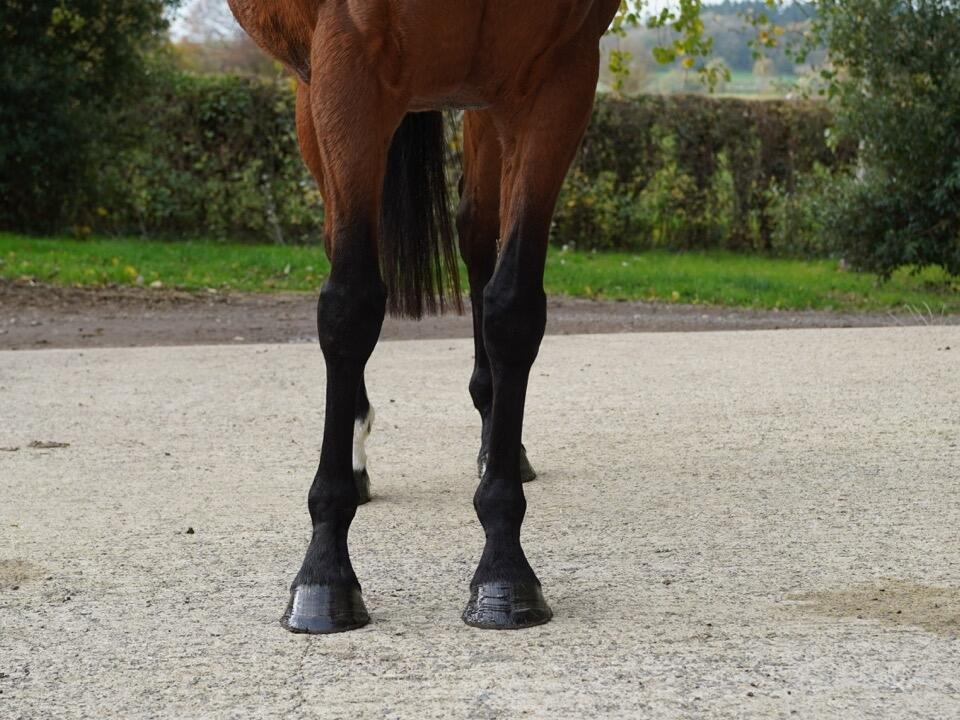 Lot 1322 Game And Set Fronts Large