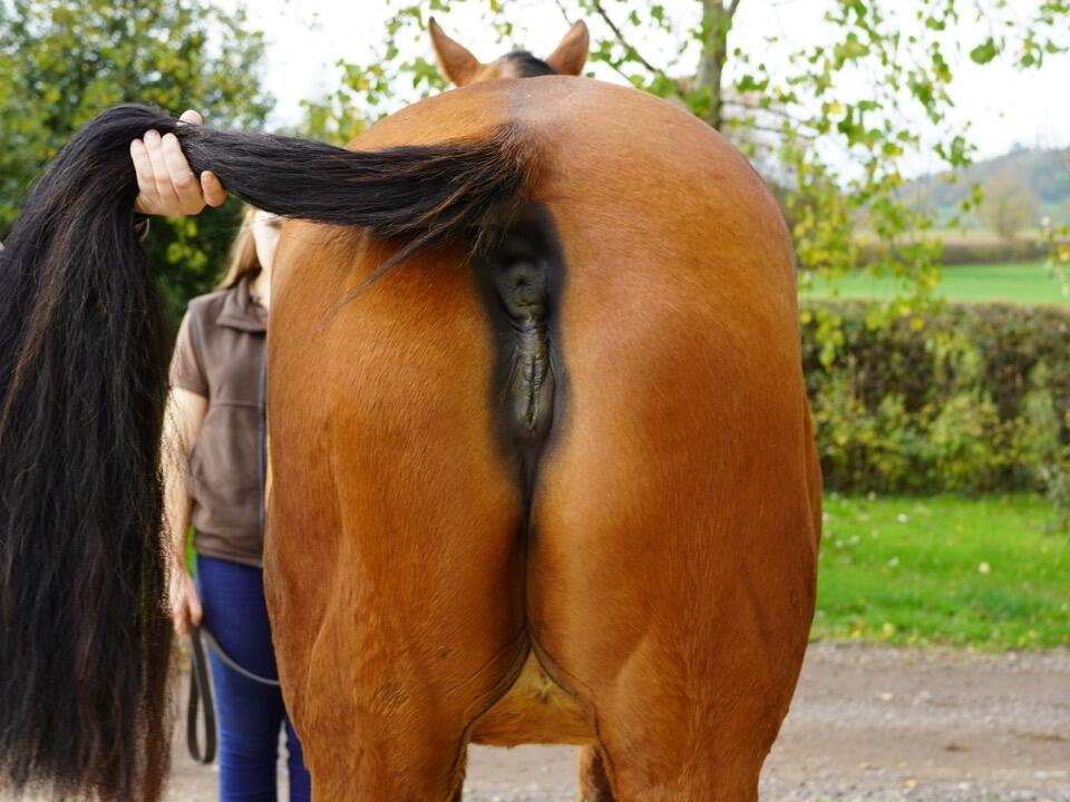 Lot 1377 Thousand Oaks Hind Large