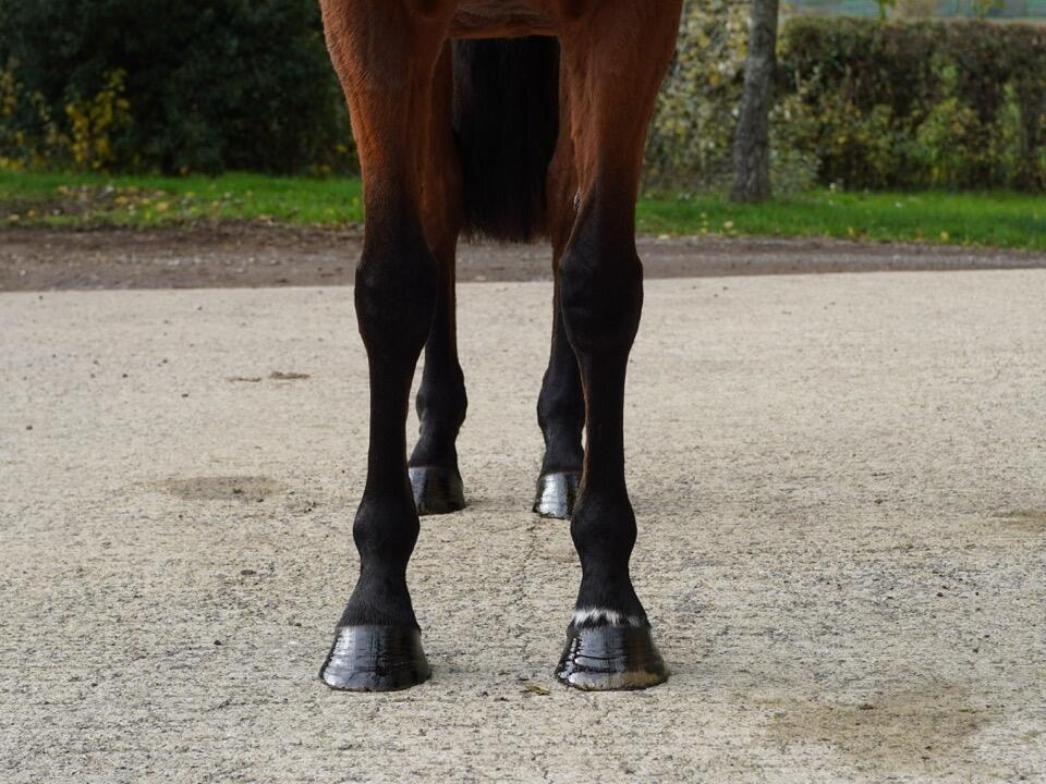 Lot 1377 Thousand Oaks fronts Large