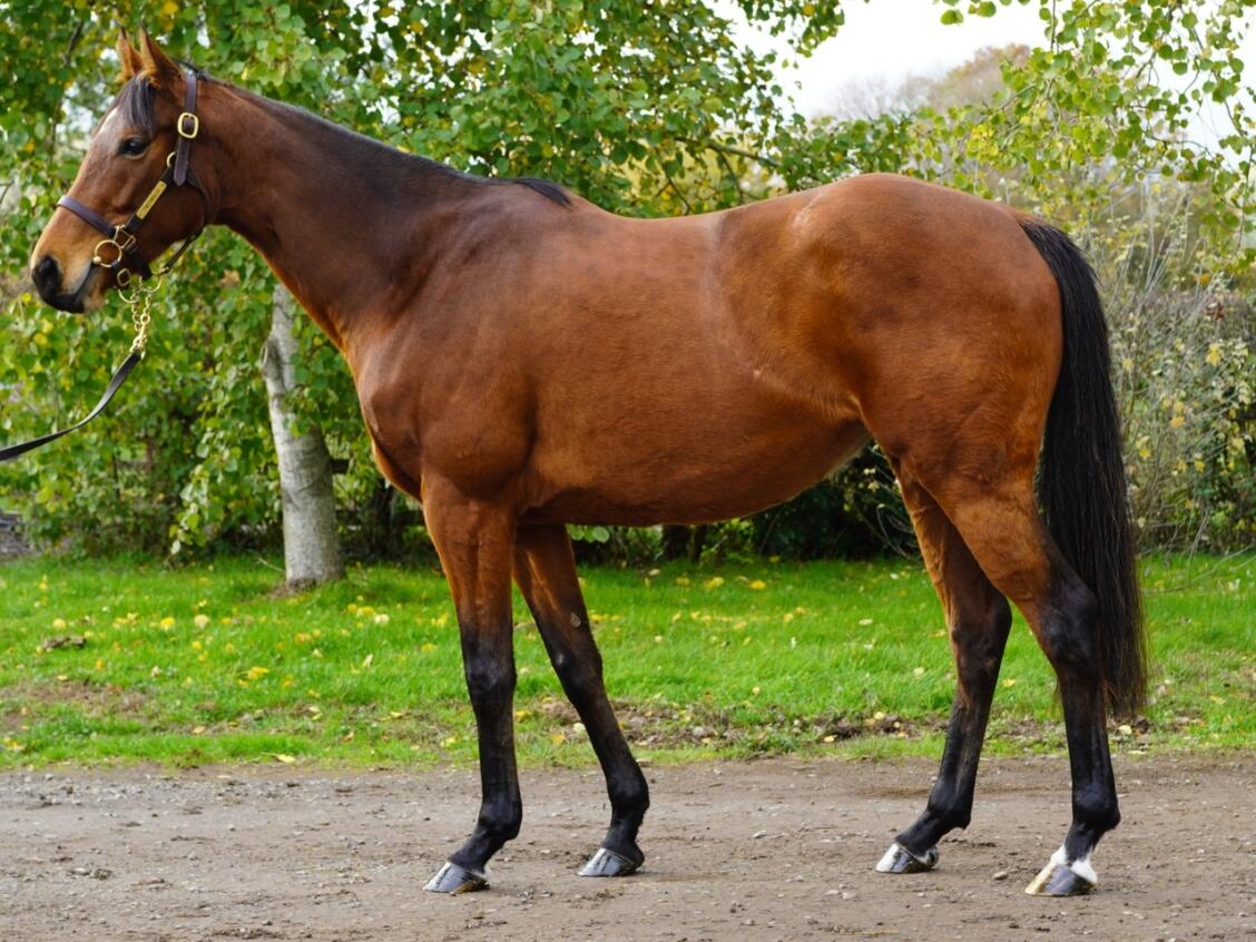 Lot 1558 Sunset Lane Consignor Large