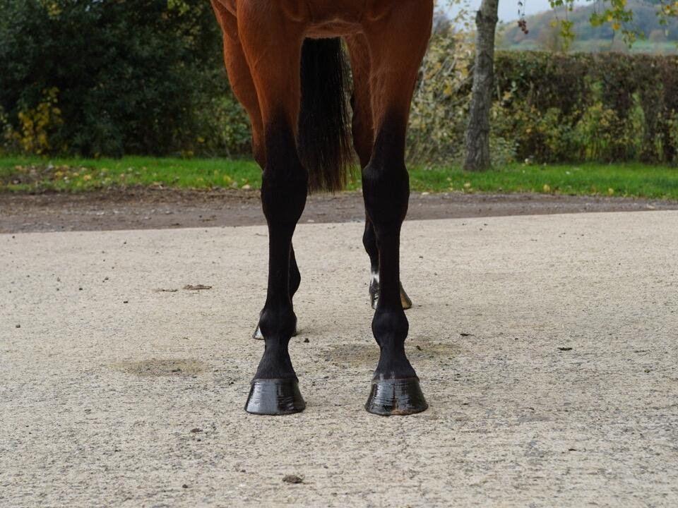 Lot 1558 Sunset Lane fronts Large