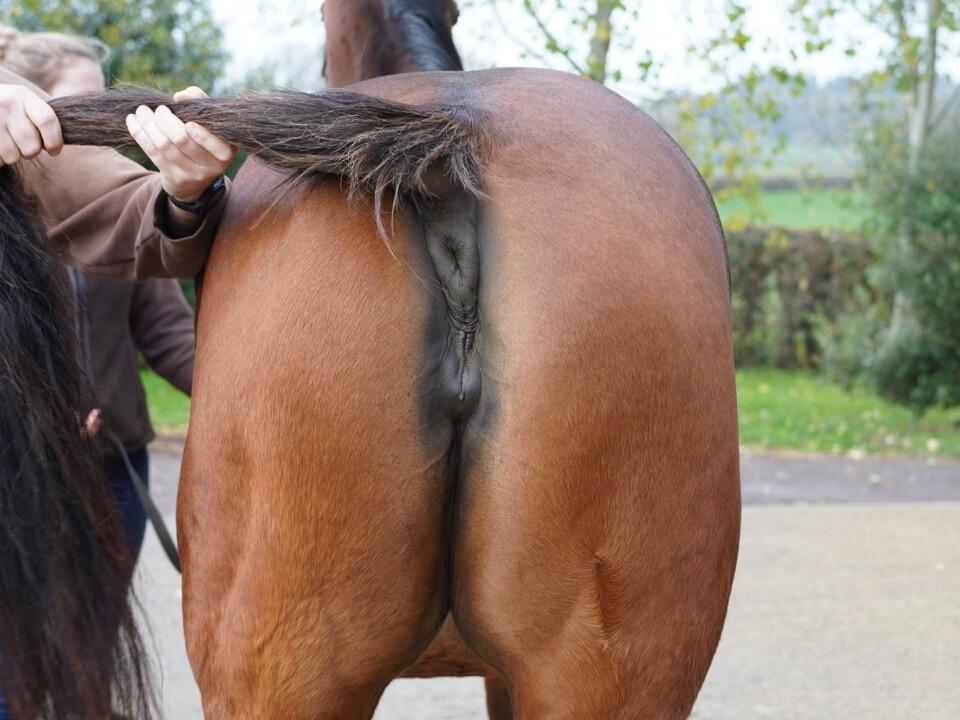 Lot 1559 Dancing Away hinds Large