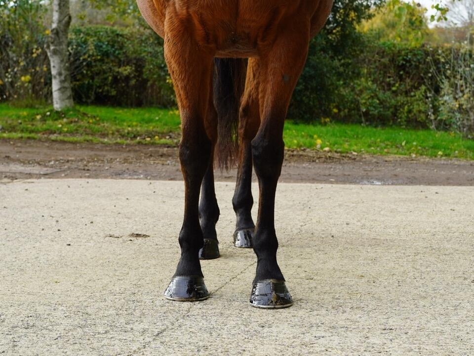 Lot 1560 Shazam Fronts Large