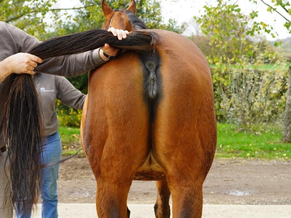 Lot 1560 Shazam Hinds Large