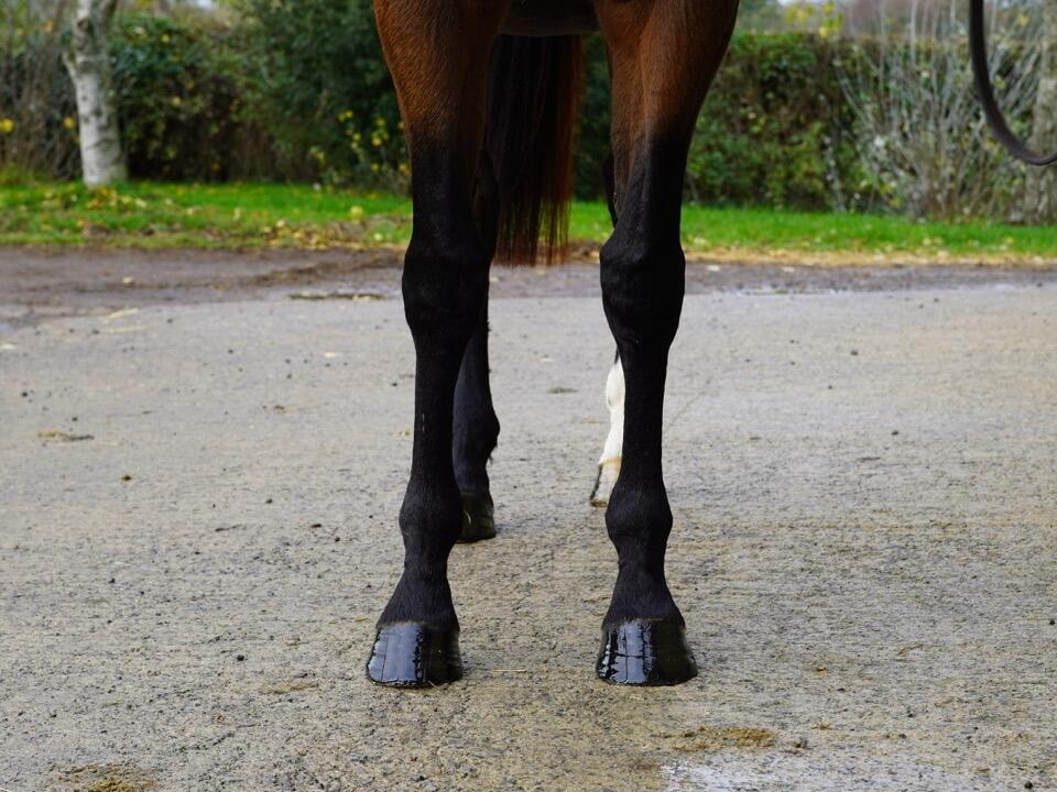 Lot 1561 Running Spirit fronts Large