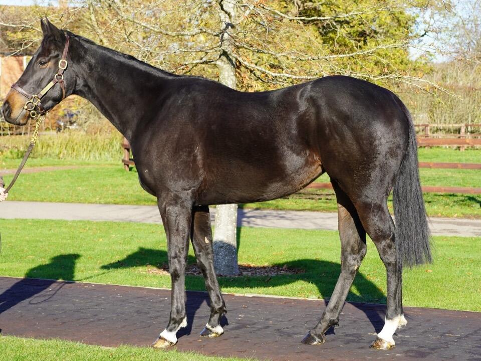 Lot 1562 Over The Blues 2 Large