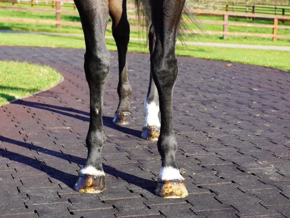 Lot 1562 Over The Blues fronts Large