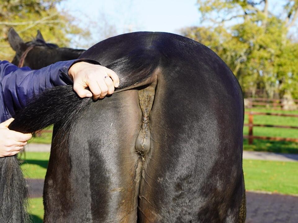 Lot 1562 Over The Blues hind Large