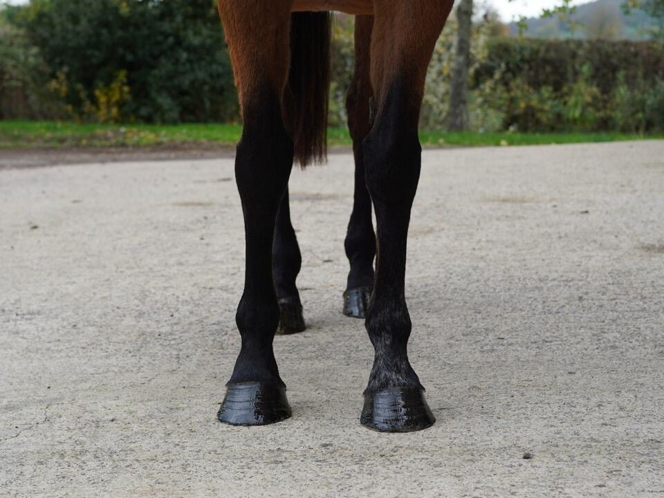 Lot 1593 Diamond Pour Moi fronts Large