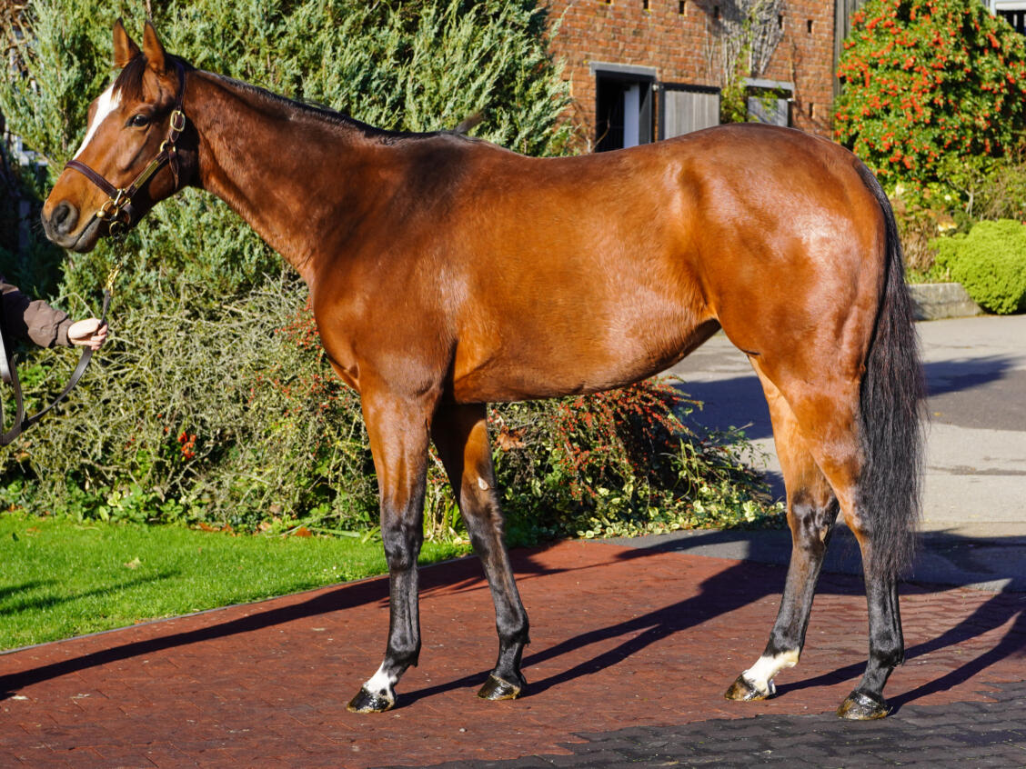 Lot 1594 Deadly Kiss consignor