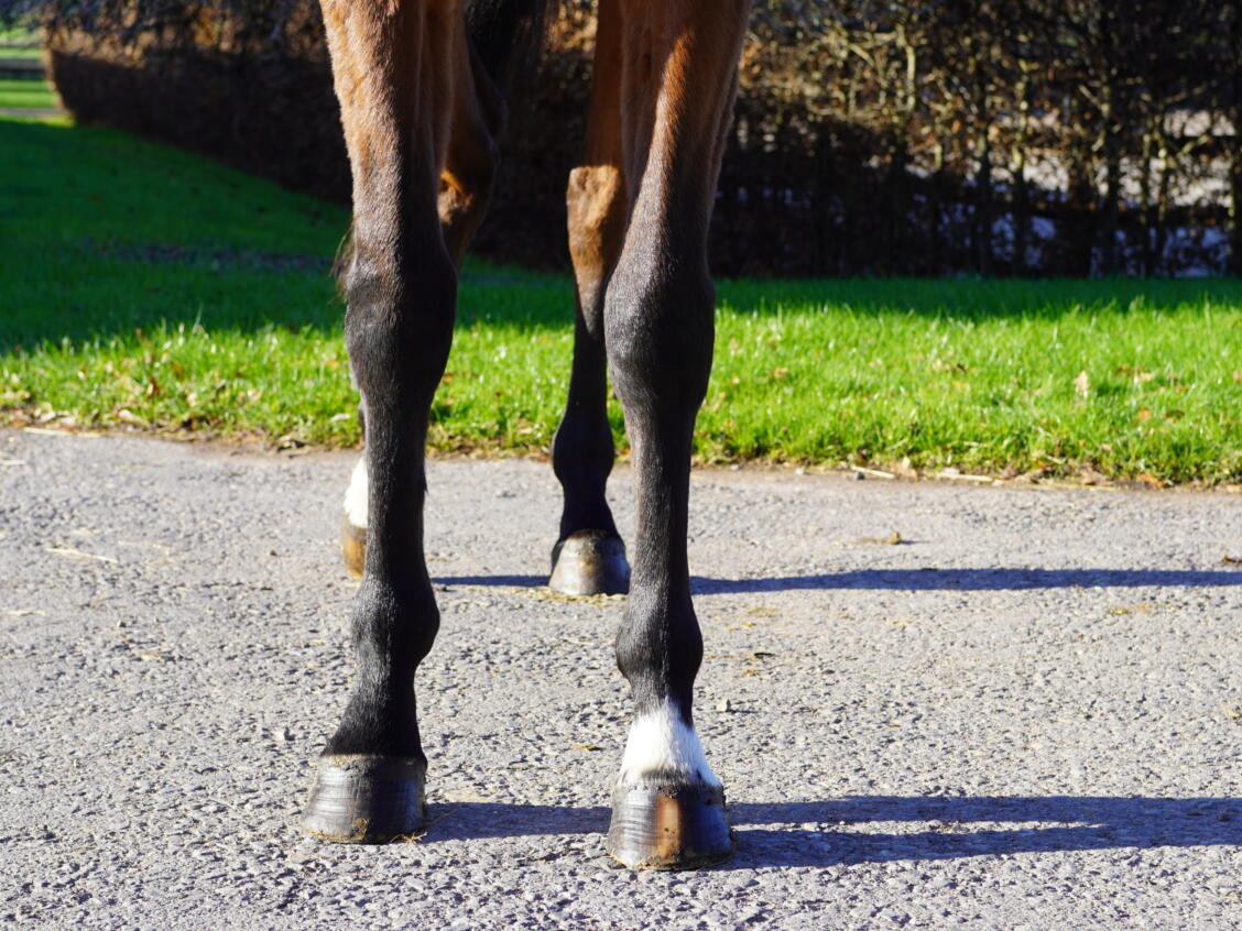 Lot 1594 Deadly Kiss fronts