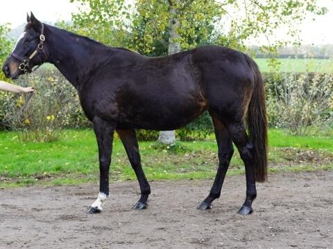 Lot 1638 Bella Nouf Medium