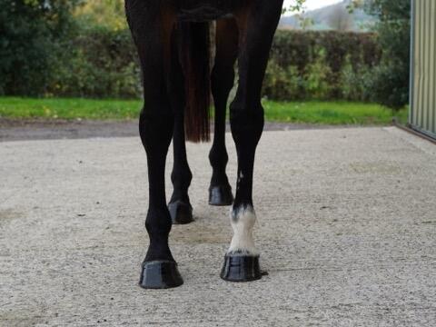 Lot 1638 Bella Nouf fronts Medium