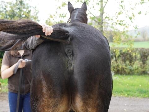 Lot 1638 Bella Nouf hinds Medium