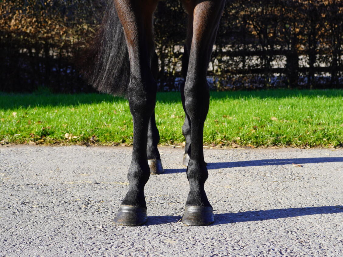 Lot 1640 Mighty Eriu fronts