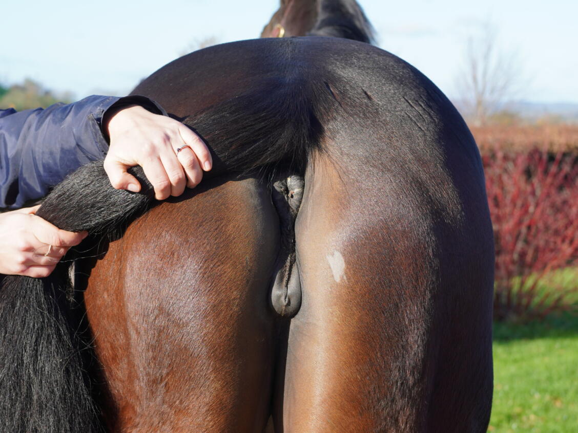 Lot 1640 Mighty Eriu hinds