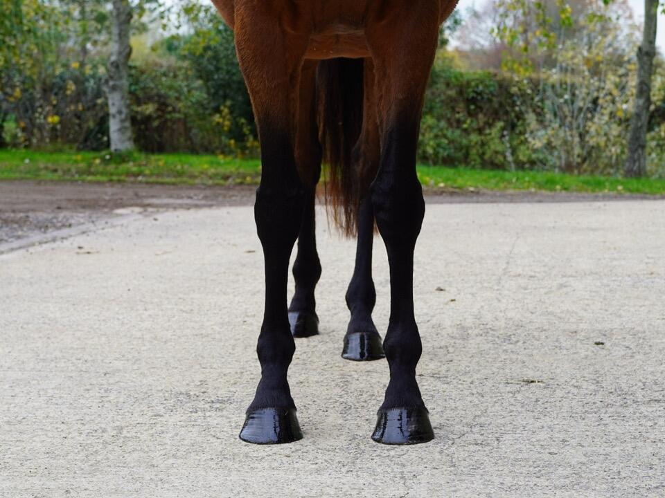 Lot 1748 Night Sparkle fronts Large