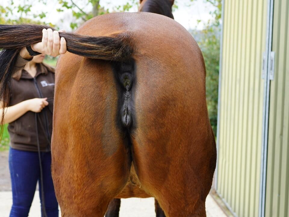 Lot 1748 Night Sparkle hinds Large